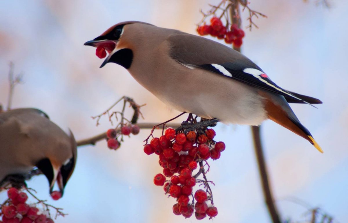Свиристель зимующая птица