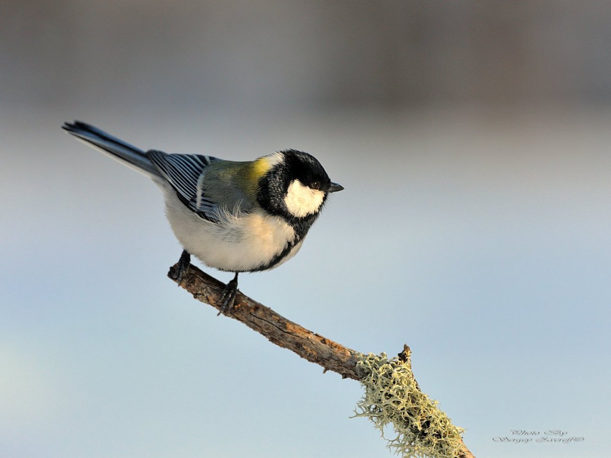 Свиристель Уральская
