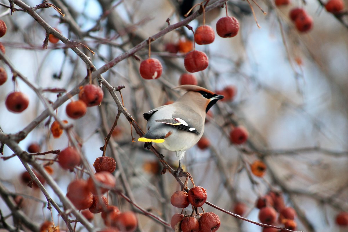 Зимние птицы в Украины