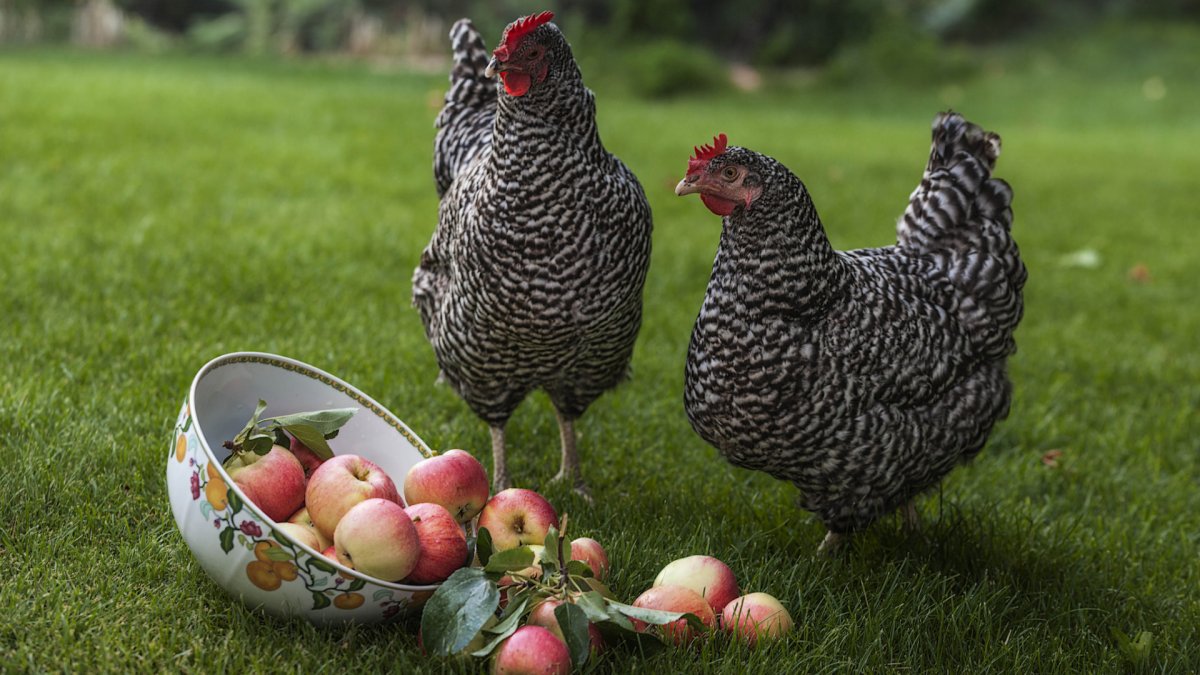 Куры несушки