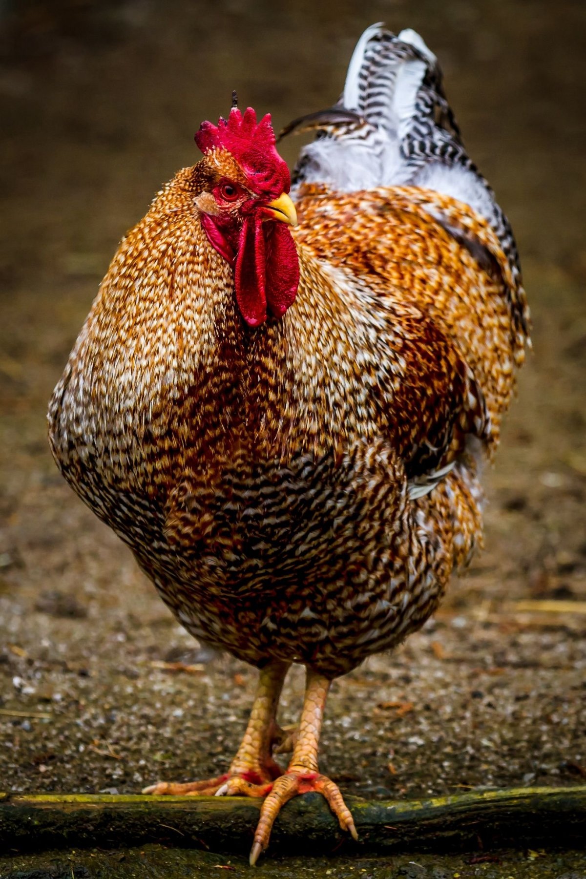 Курочка Ряба порода