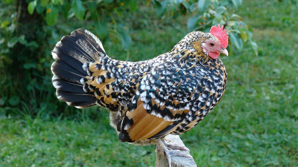 Виандот ситцевый