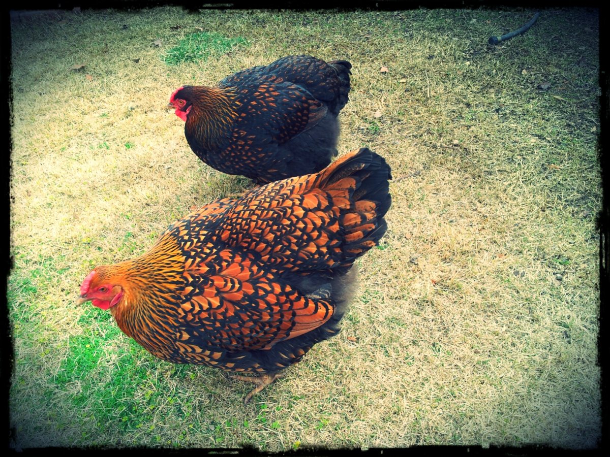 Цветные курицы