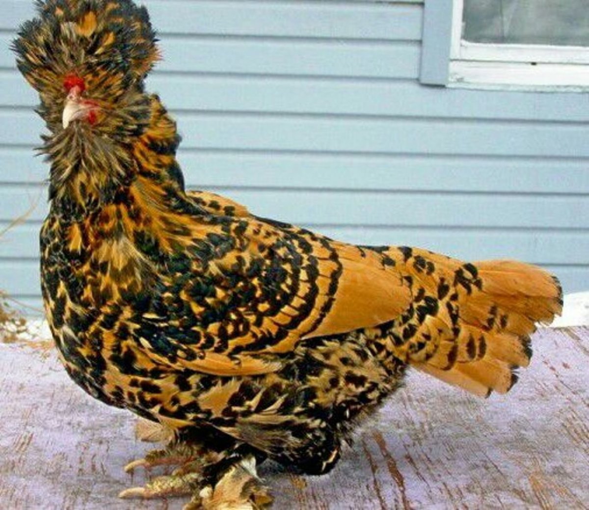 Павловская Курочка порода