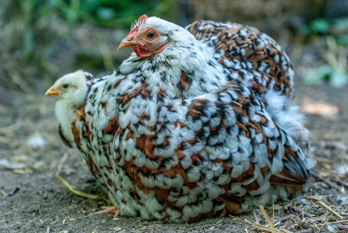 Породы кур Рябушка