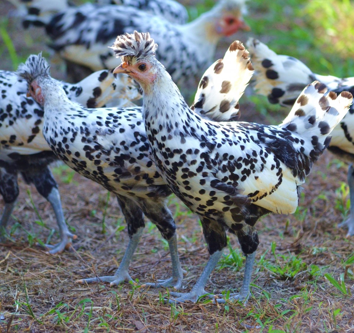 Куры породы Аппенцеллер