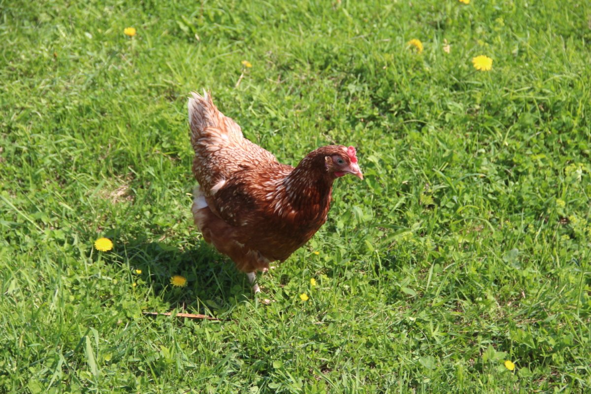 Курочка Джек