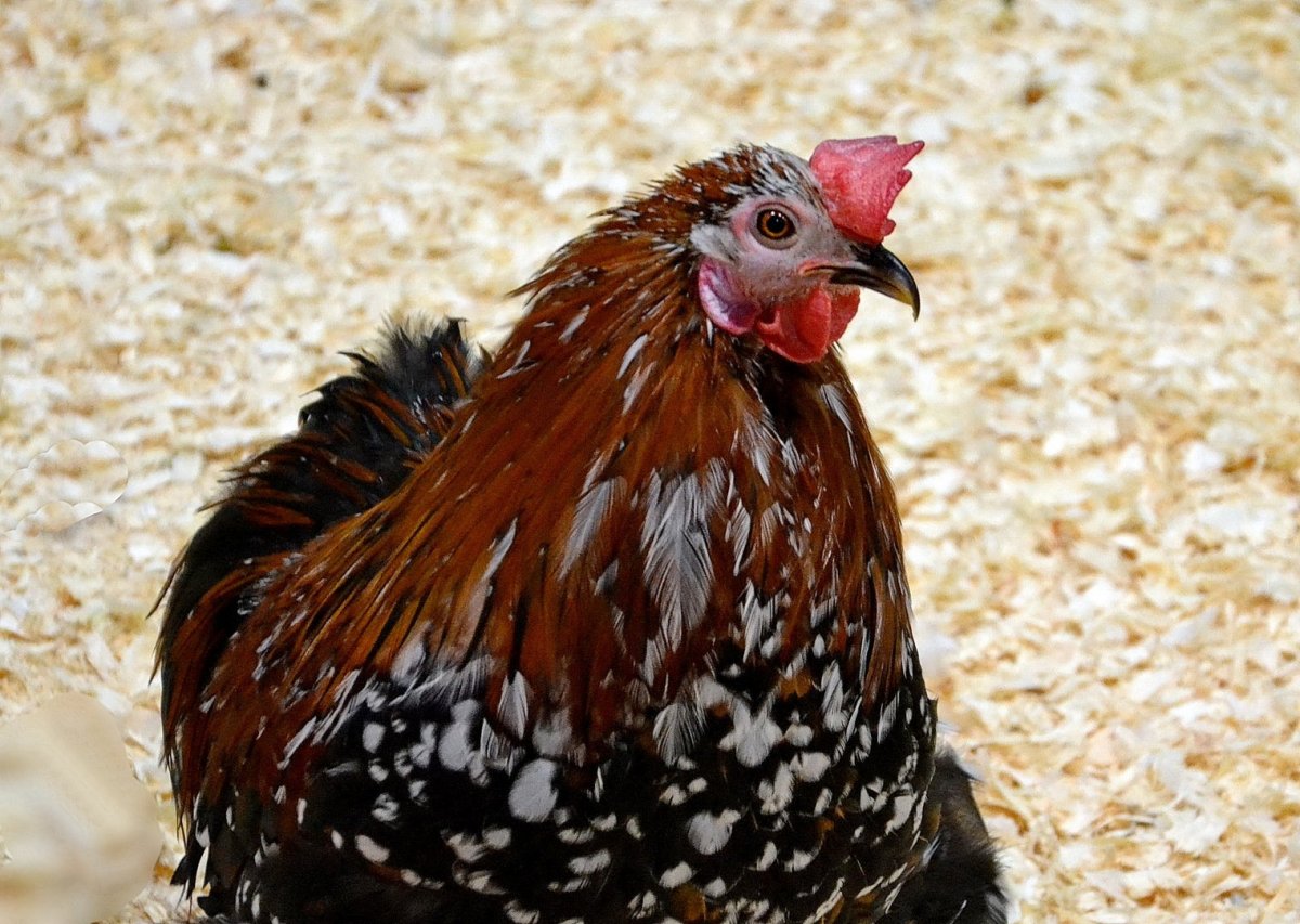 Курочка пеструшка