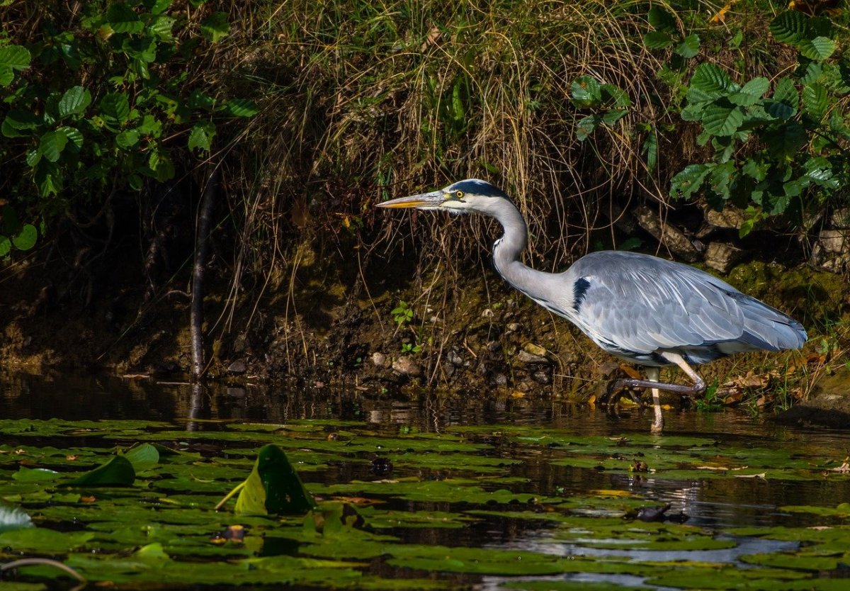 Цапля серая Болотная