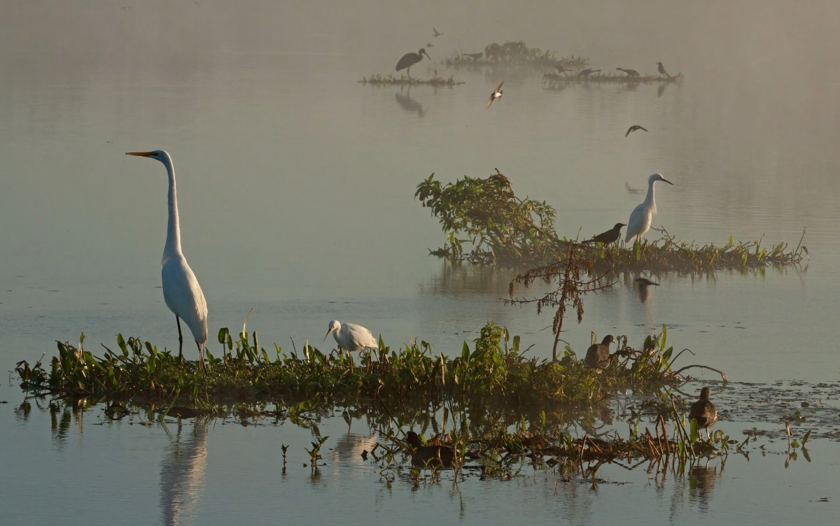 Шишкин болото Журавли