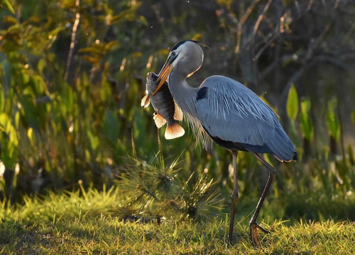 Мадагаскарская Прудовая цапля