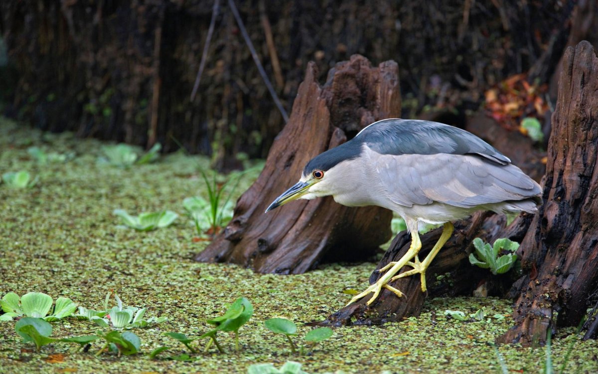 Животные болота