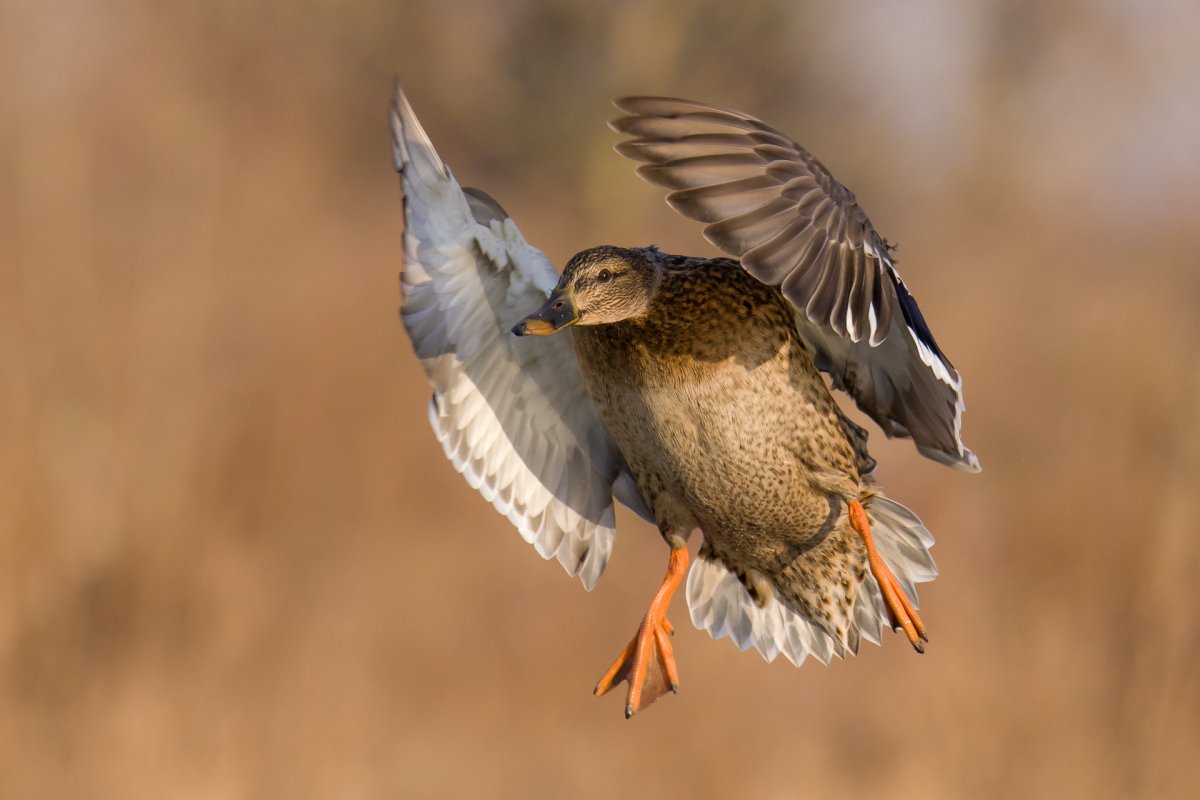 Охрана диких птиц