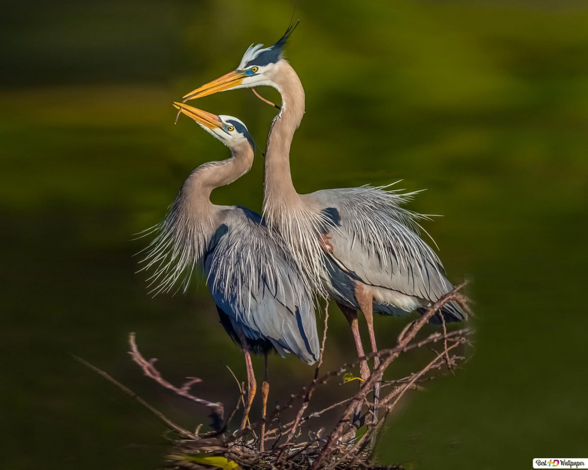 Цапли Бразилии