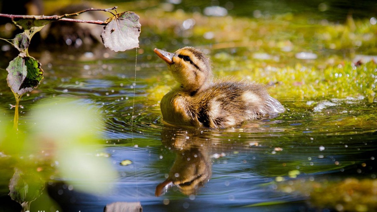 Утята на воде