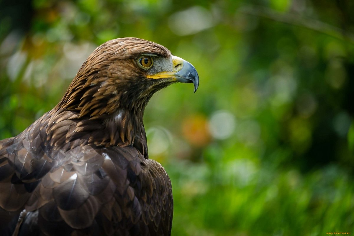 Птицы хищники