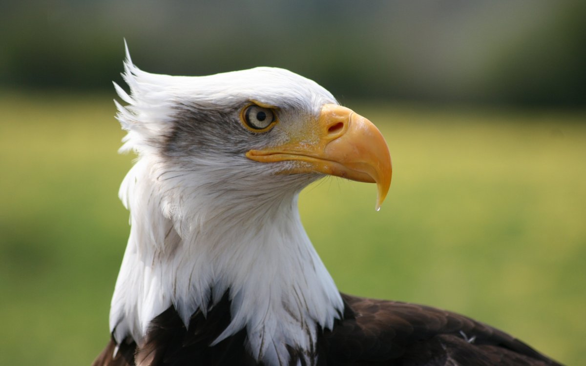 Орлан белоголовый клюв