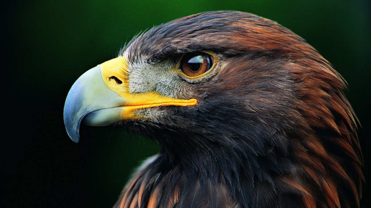 Голова орла