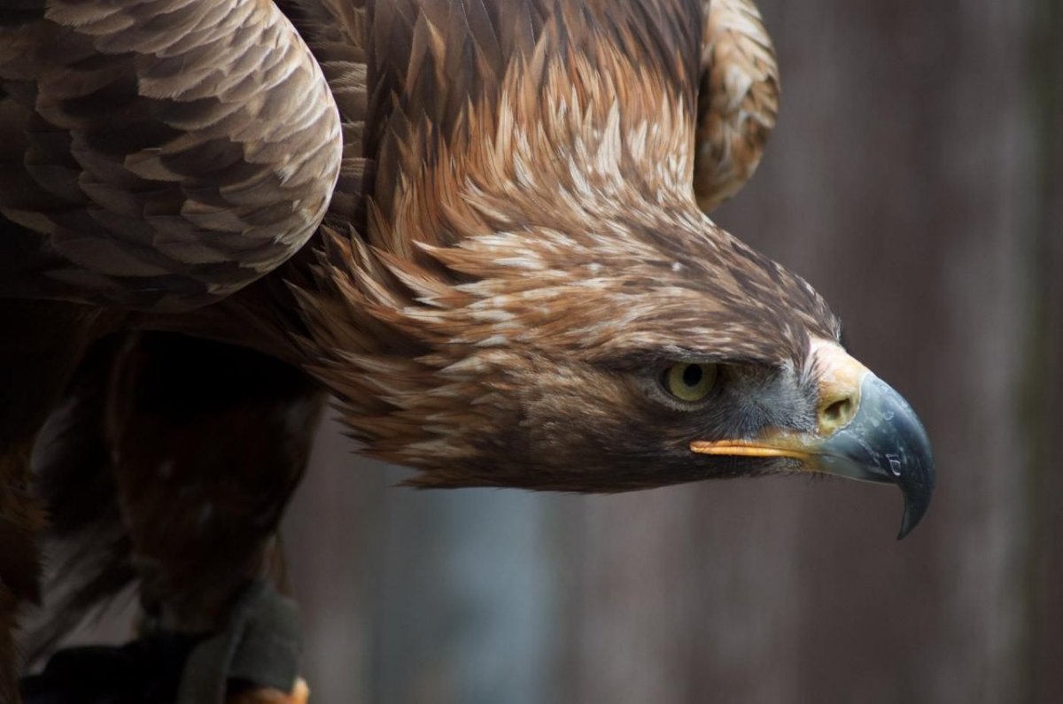 Настоящий Орел