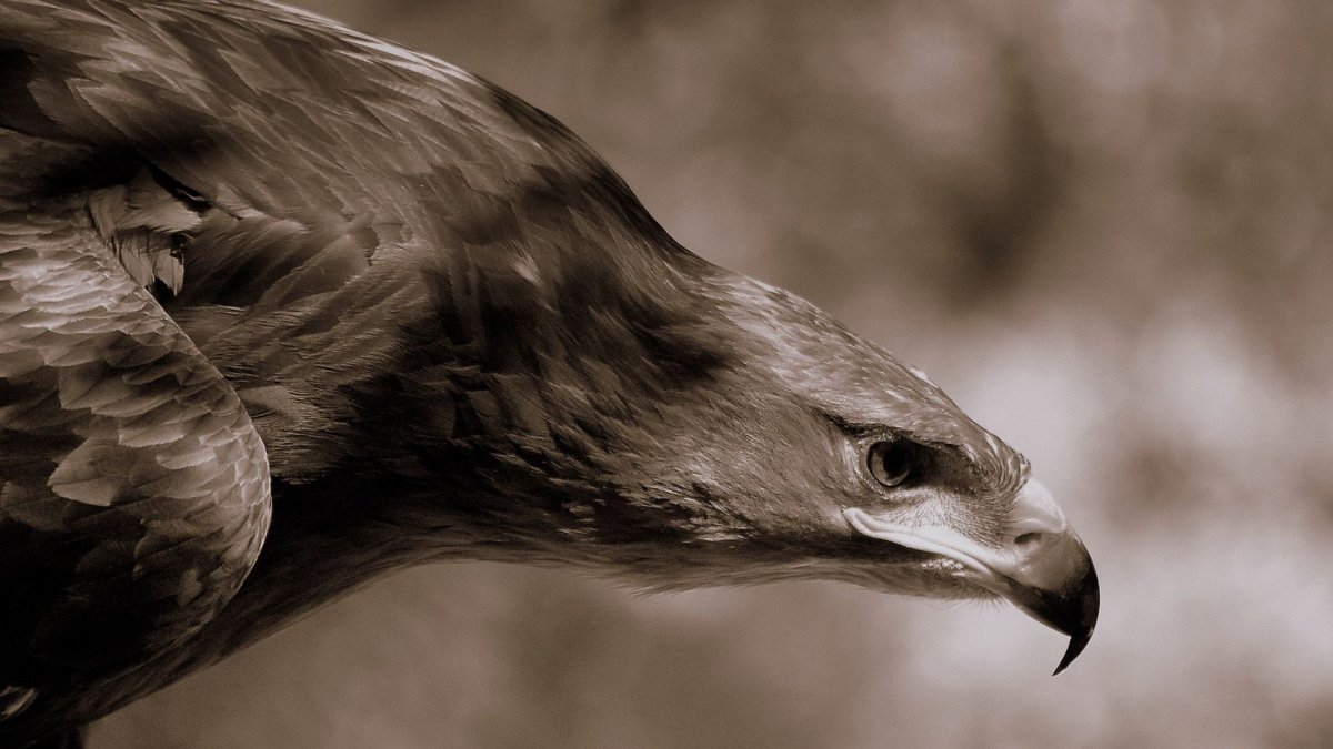 Картинки на рабочий стол Орел