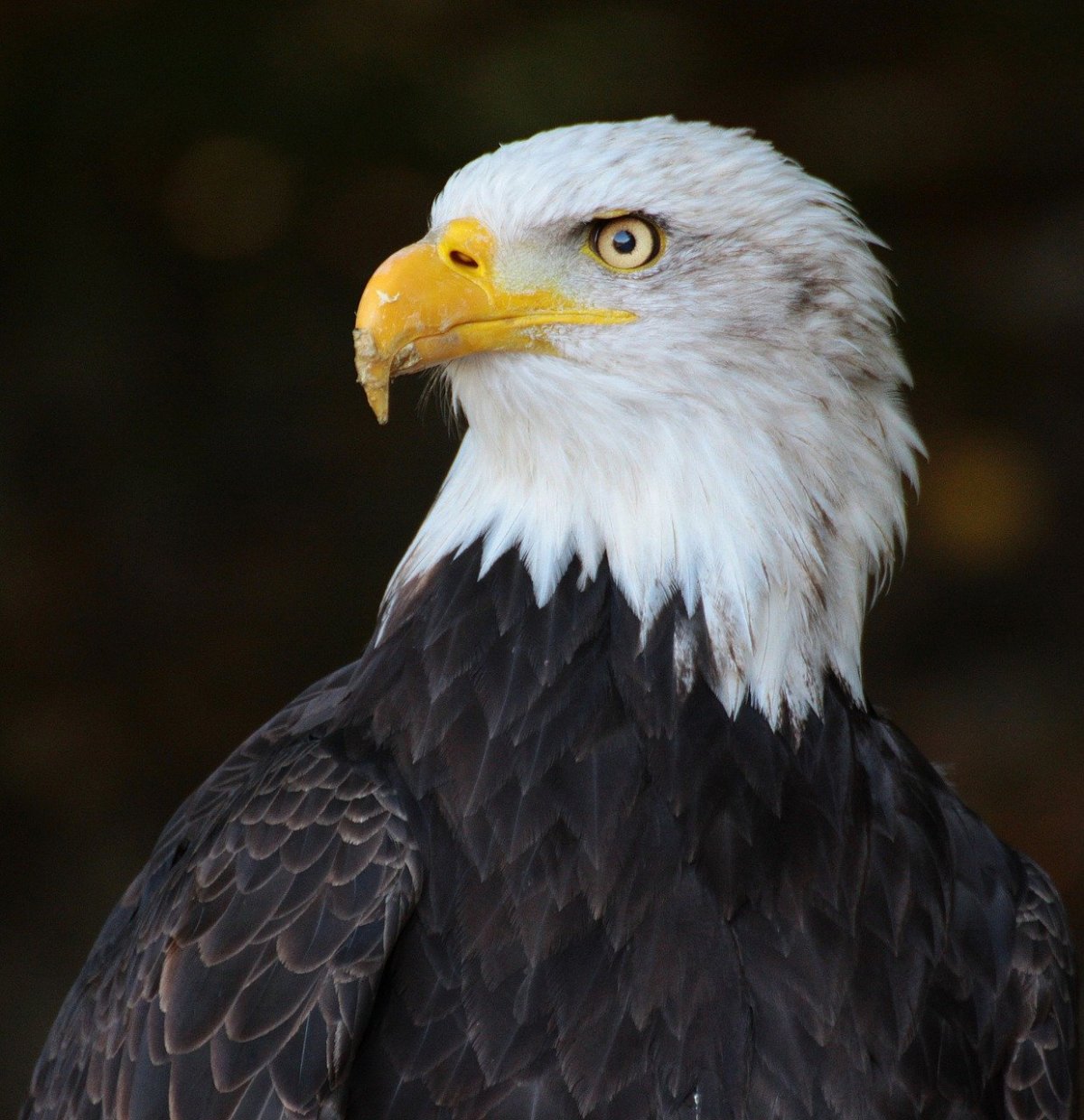 Белоголовый Орлан Башкирии