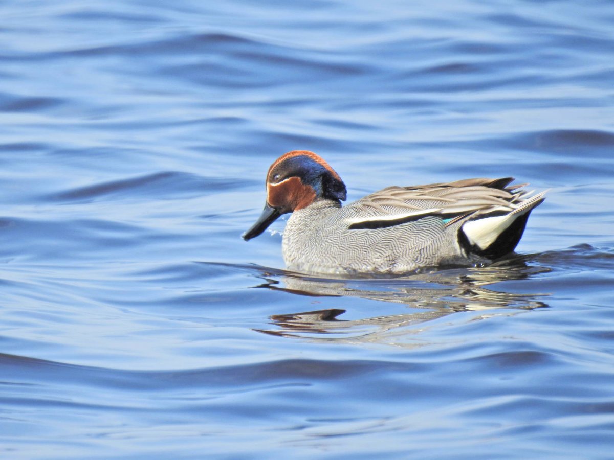 Московский зоопарк чирок - свистунок