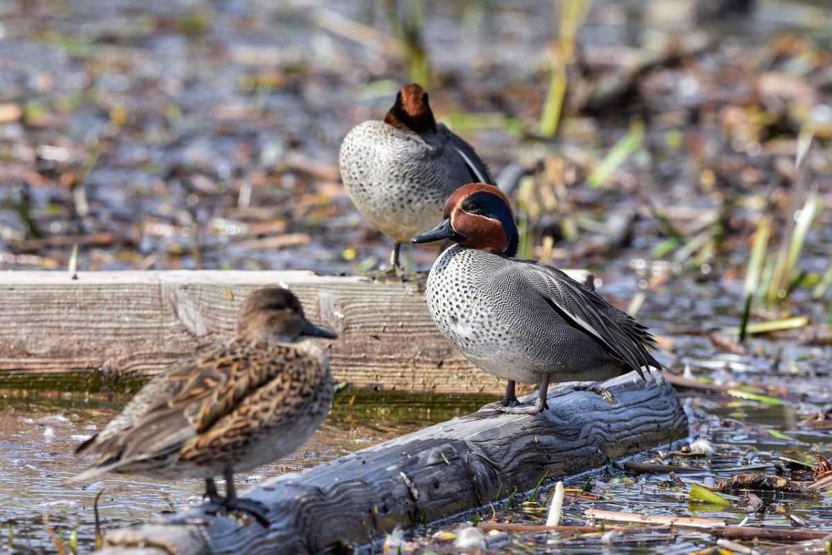 Чирок-свистунок с утятами