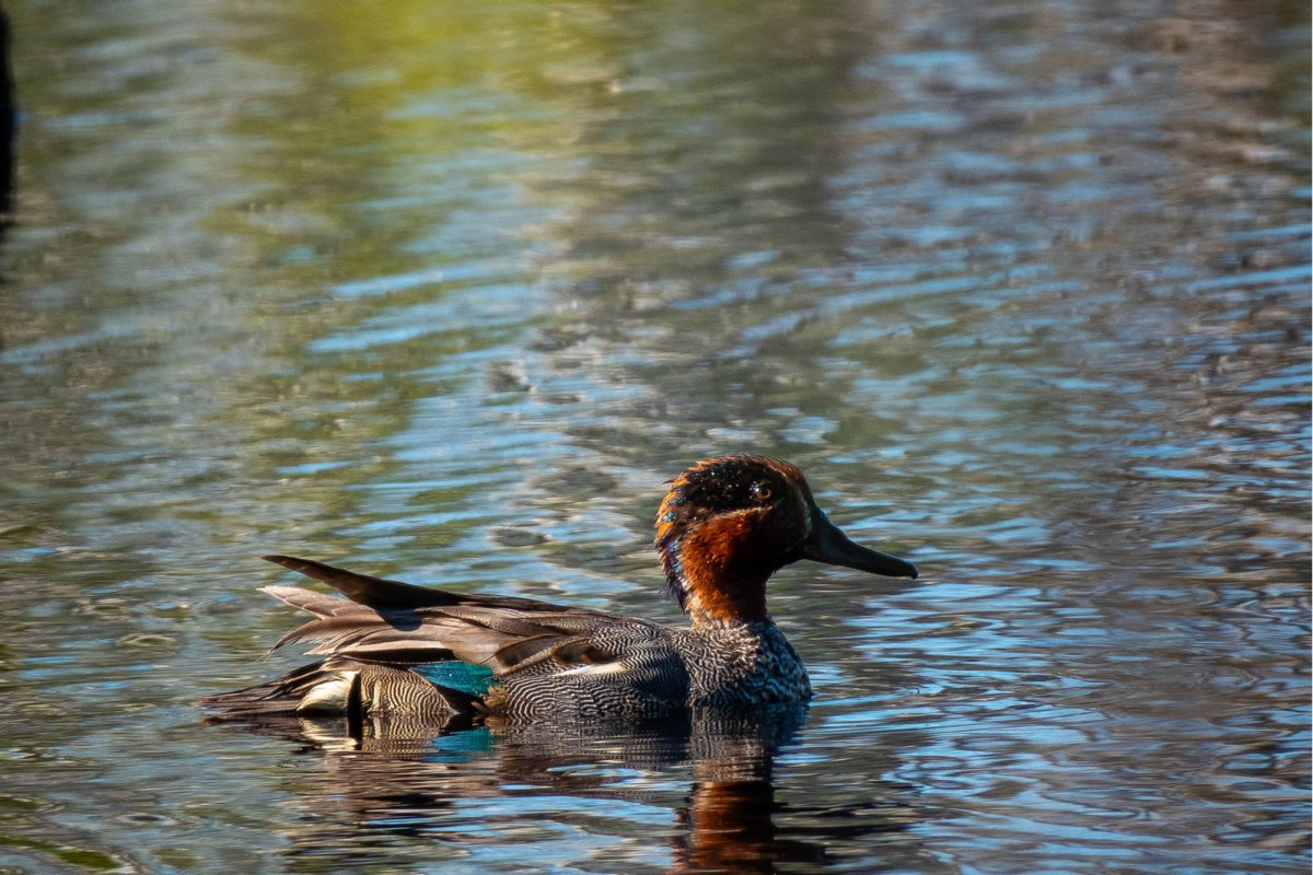 Дикая утка чирок свистунок