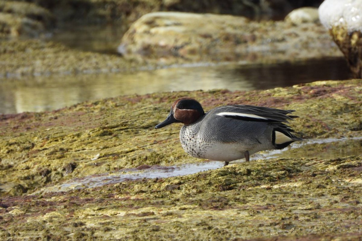 Утка чирок свистунок