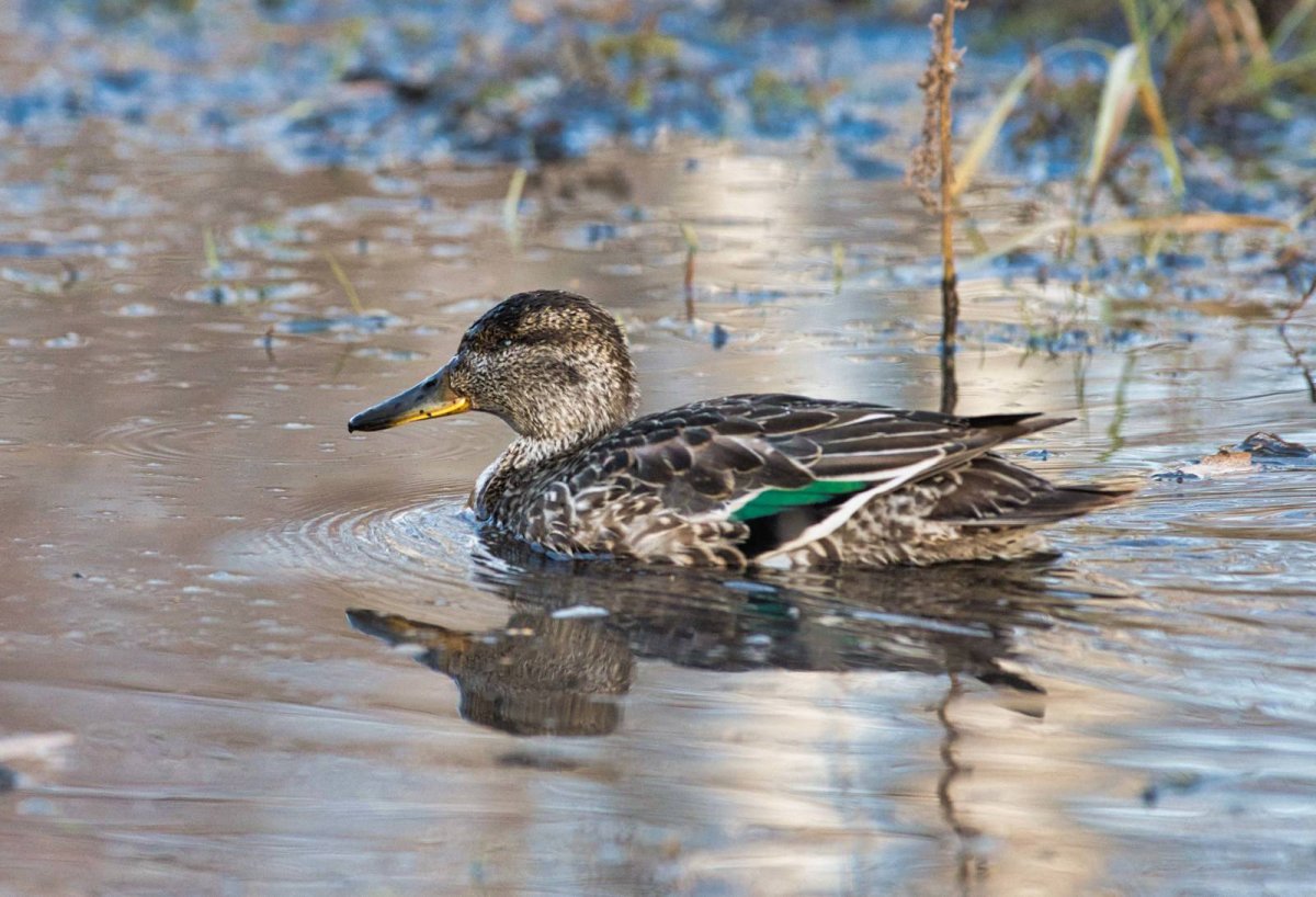Чирок черный
