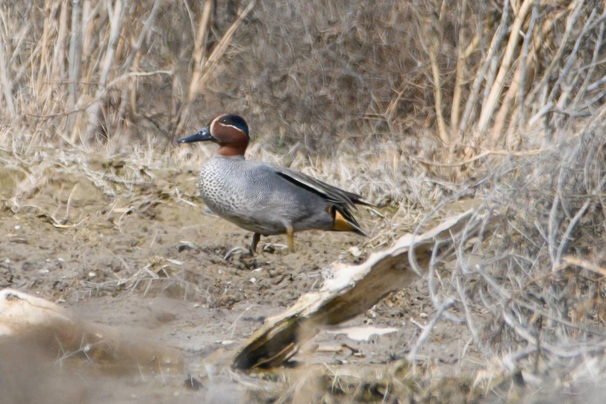 Утка чирок трескунок