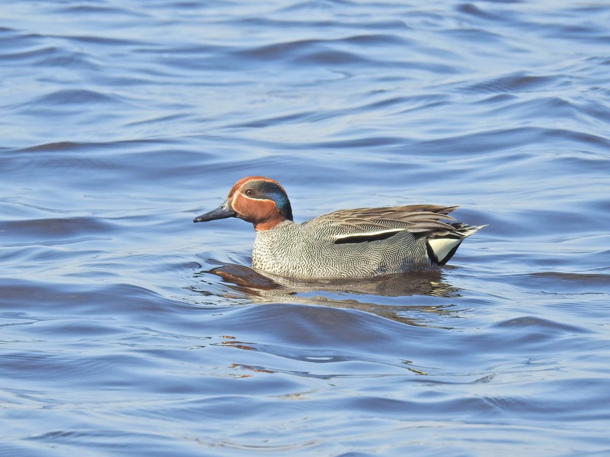 Чирок свистунок голос