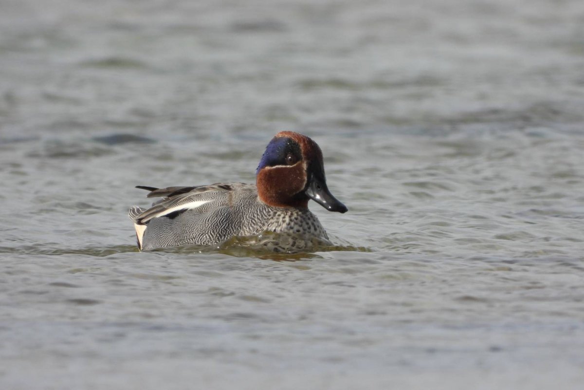 Утка чирок свистунок