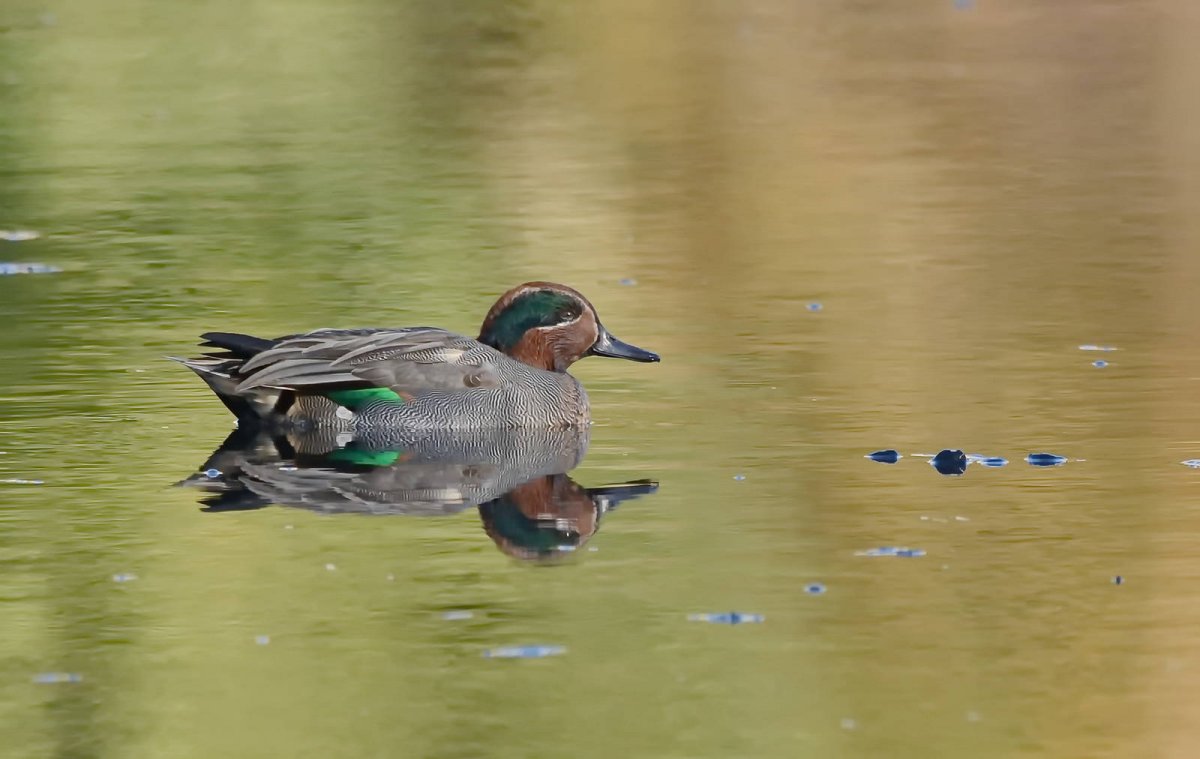 Утки чирок свистунок