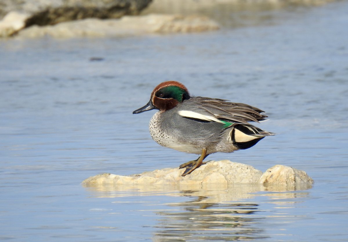 Чирок-свистунок (Anas crecca)