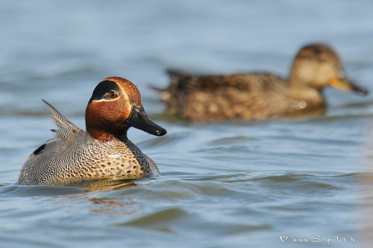 Чирок-свистунок (Anas crecca)