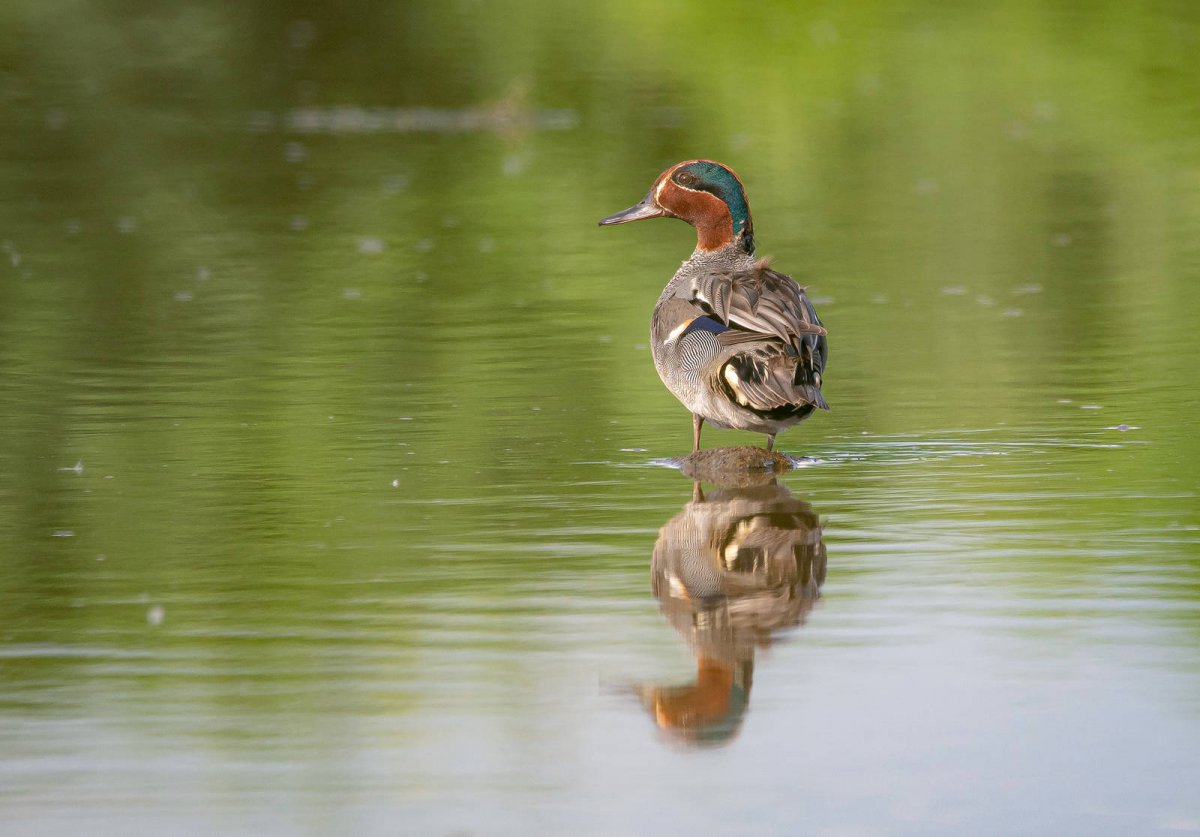 Чирок самка