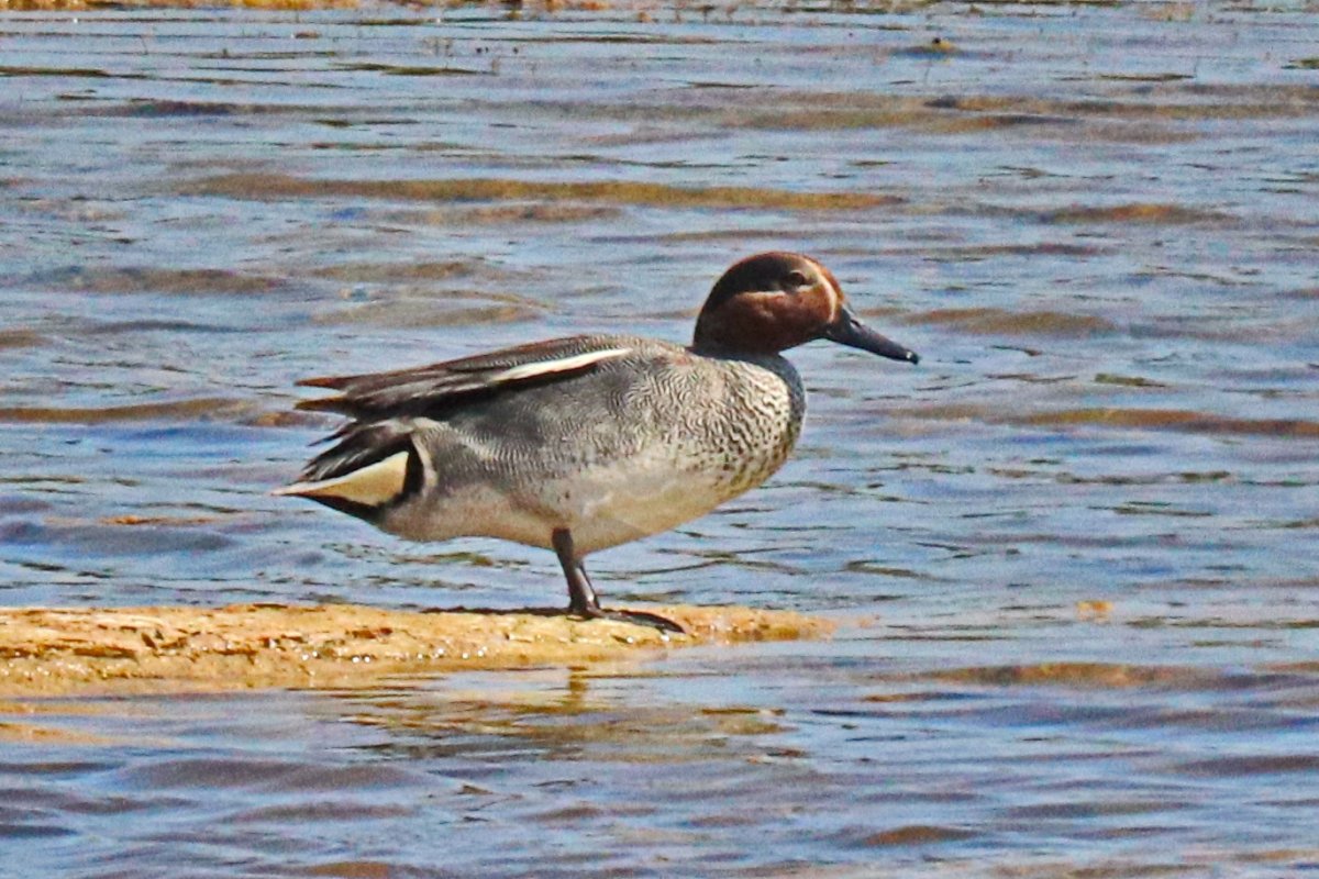 Чирок-свистунок (Anas crecca)