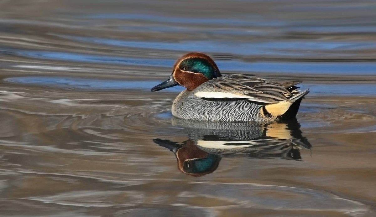 Птицы чирок-свистунок о. Шикотан