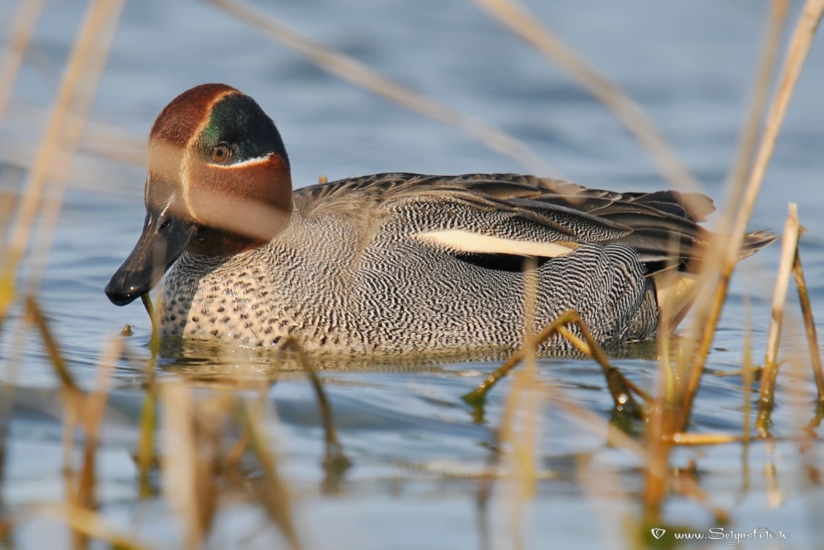 Сехирли чирок