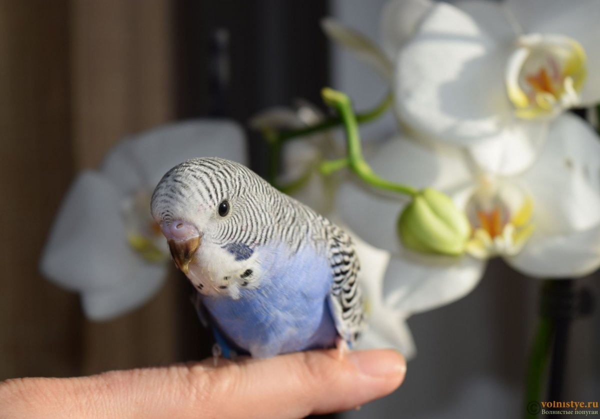 Птенец самка волнистого попугая