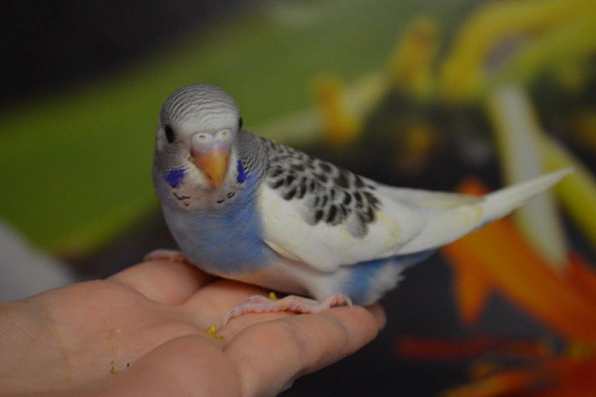 Взрослый волнистый попугай