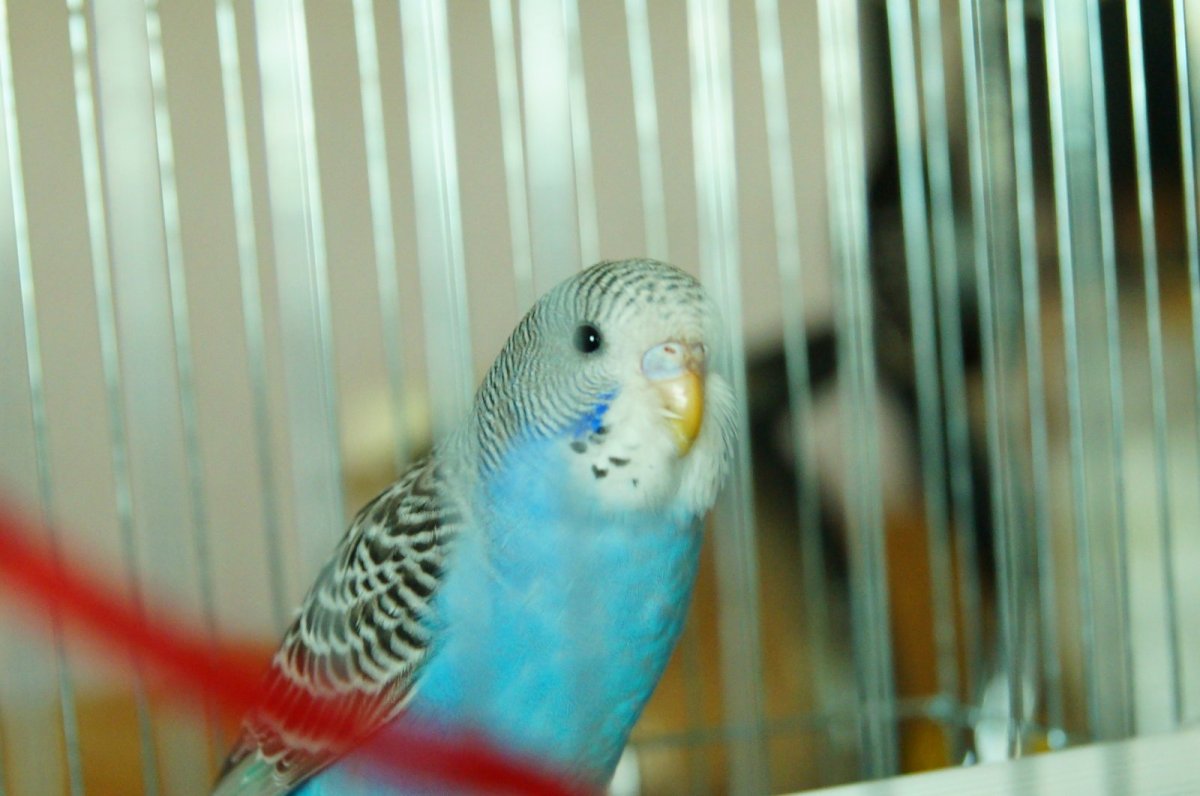 Волнистый попугай голубой мальчик