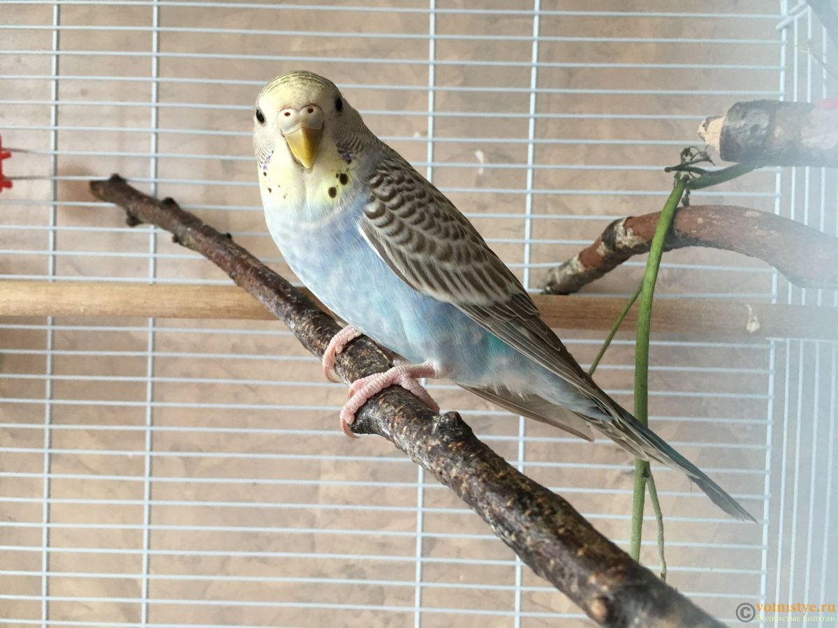 Пол волнистого попугая