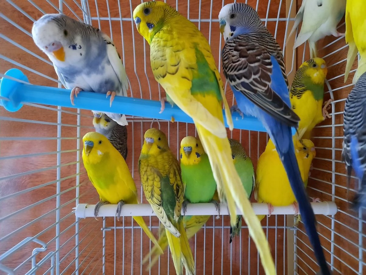 Попугаи волнистые попугайчики
