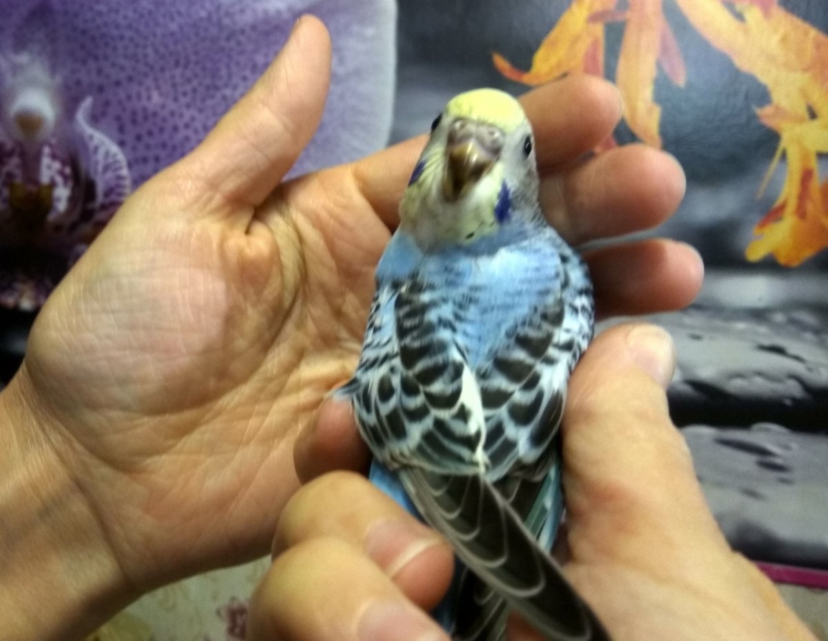 Волнистый попугай разные расцветки