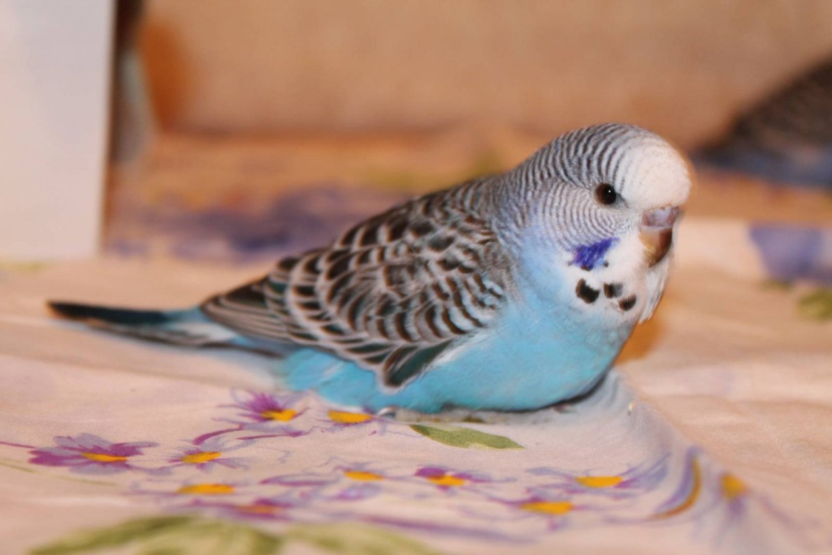 Молодые волнистые попугайчики