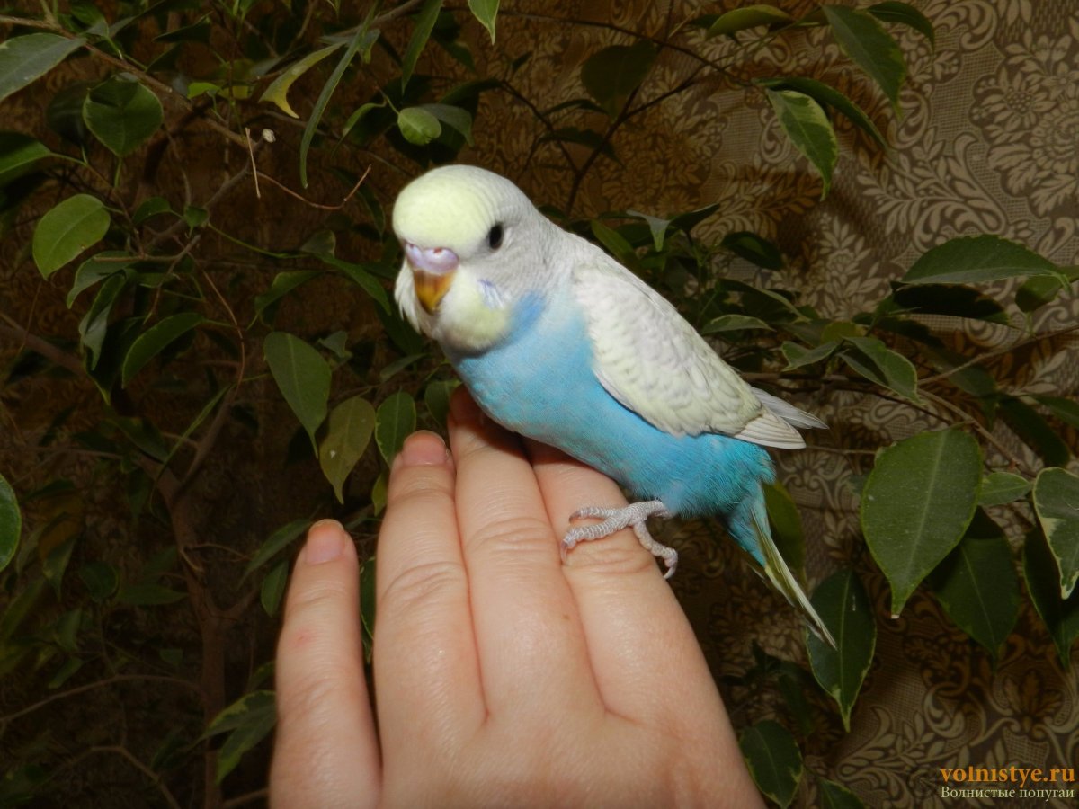 Попугай волнистый голубой