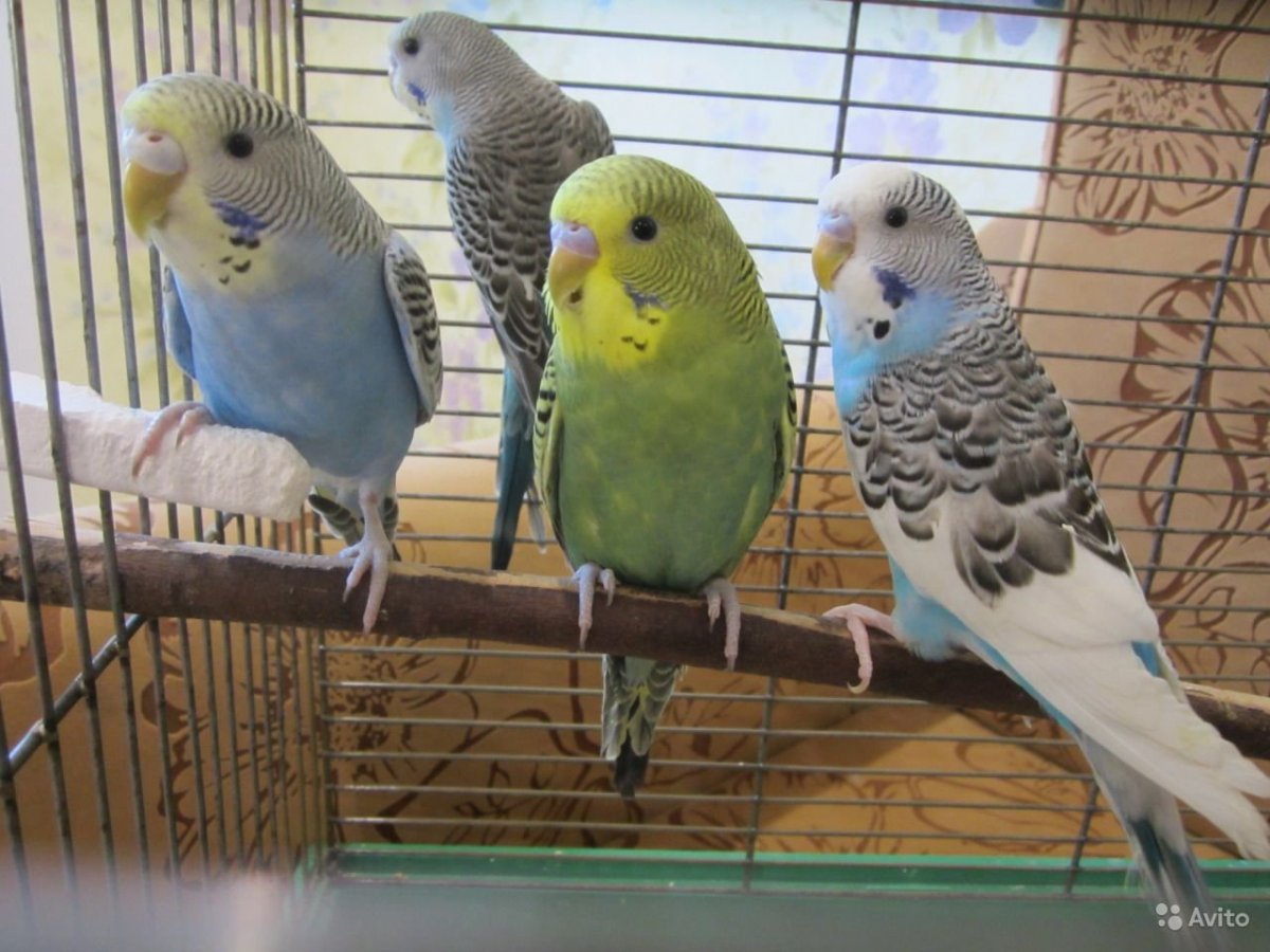 Попугай волнистый детского возраста