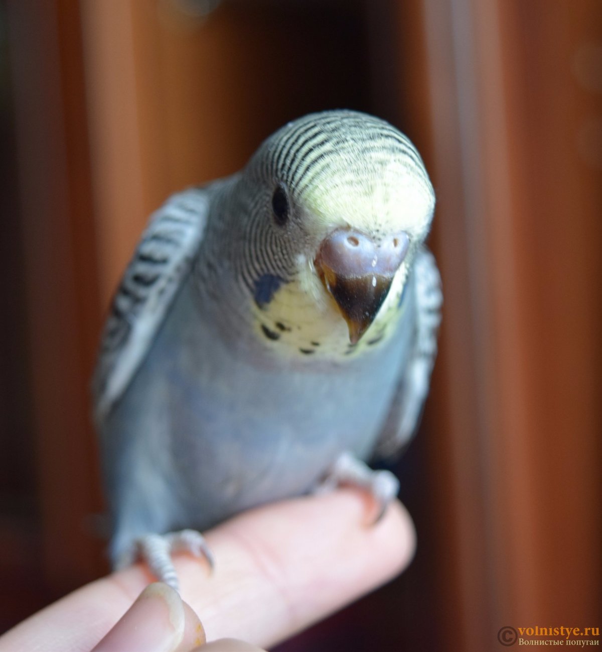 Птенцы попугаев волнистиков